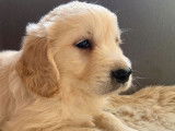 À réserver 6 chiots Golden Retrievers fauves LOF à réserver