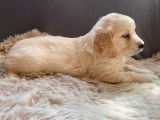À réserver 6 chiots Golden Retrievers fauves LOF à réserver