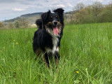 De race Berger Australien Miniature disponible pour saillie