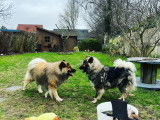 Chiots Eurasier LOF à vendre