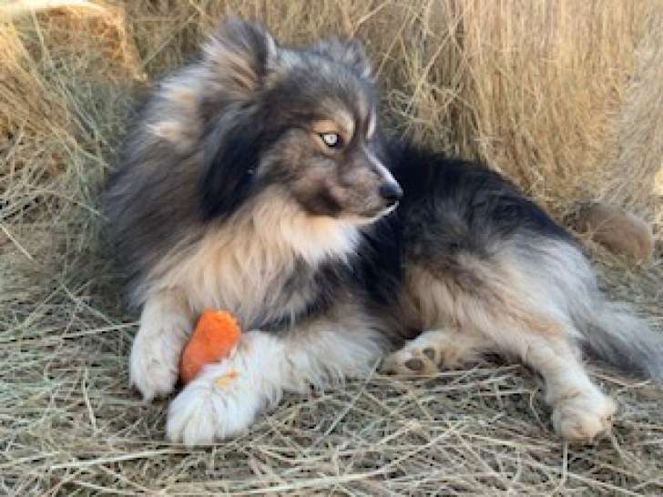 Papa pomsky gris loup abouti