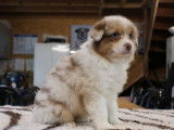2 chiots Bergers Australiens rouge merle disponibles (LOF)