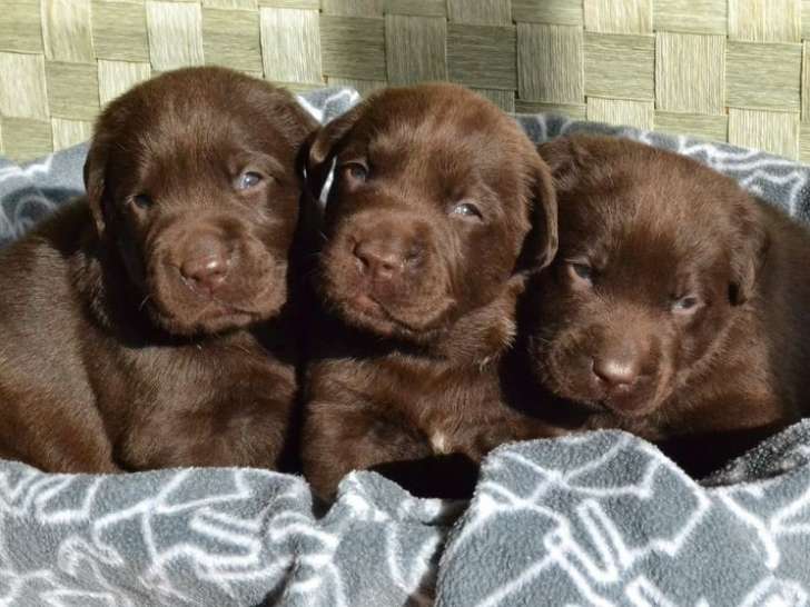 5 chiots Labrador Retrievers chocolat à réserver (LOF)
