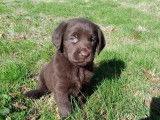 5 chiots Labrador Retrievers chocolat à réserver (LOF)
