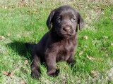 5 chiots Labrador Retrievers chocolat à réserver (LOF)