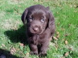 5 chiots Labrador Retrievers chocolat à réserver (LOF)