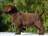 5 chiots Labrador Retrievers chocolat à réserver (LOF)