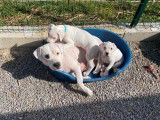 Disponibles &agrave; la vente 2 chiots Dogues Argentins