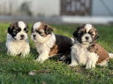 À réserver des chiots Shih Tzu LOF