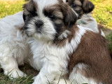 À réserver des chiots Shih Tzu LOF