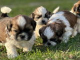 À réserver des chiots Shih Tzu LOF