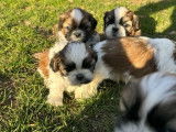 À réserver des chiots Shih Tzu LOF