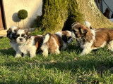 À réserver des chiots Shih Tzu LOF