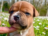 4 chiots Staffordshire Bull Terriers rouges LOF à la réservation