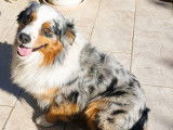 Berger Auastralien bleu merle LOF disponible pour saillie