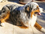 Berger Auastralien bleu merle LOF disponible pour saillie