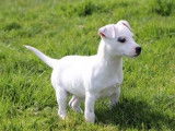 Chiot femelle Jack Russell Terrier LOF blanche à acheter