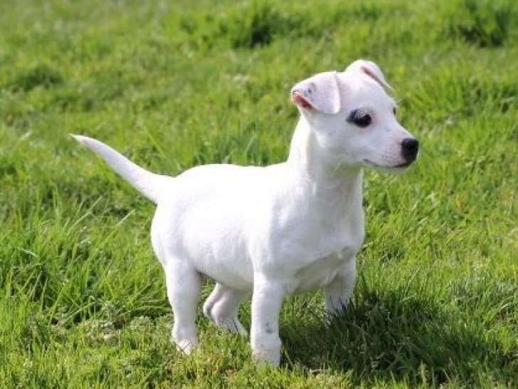 Chiot femelle Jack Russell Terrier LOF blanche à acheter