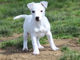 Chiot femelle Jack Russell Terrier LOF blanche à acheter