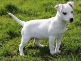 Chiot femelle Jack Russell Terrier LOF blanche à acheter