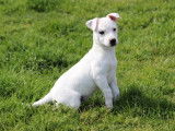 Chiot femelle Jack Russell Terrier LOF blanche à acheter