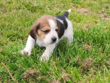 À réserver, 2 chiots Beagles femelles LOF