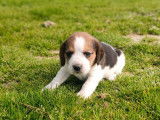 À réserver, 2 chiots Beagles femelles LOF