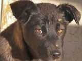 Chiot femelle de 5 mois à adopter