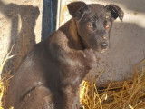 Chiot femelle de 5 mois à adopter