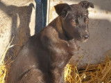 Chiot femelle de 5 mois à adopter