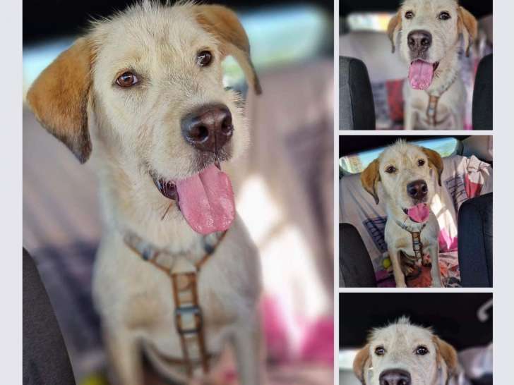 Chien d'un an à donner