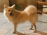 Chiot spitz moyen