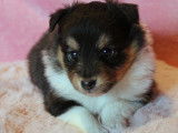 Chiot de type Berger des Shetland femelle à vendre