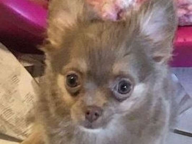 Chiot Chihuahua à poil long