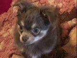 Chiot Chihuahua à poil long