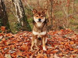Shiro, Shiba Inu LOF confirmé disponible pour saillie