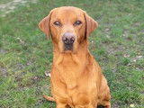 Magnifique Labrador LOF disponible pour saillie