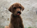 Magnifique Labrador LOF disponible pour saillie