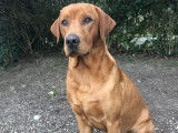 Magnifique Labrador LOF disponible pour saillie