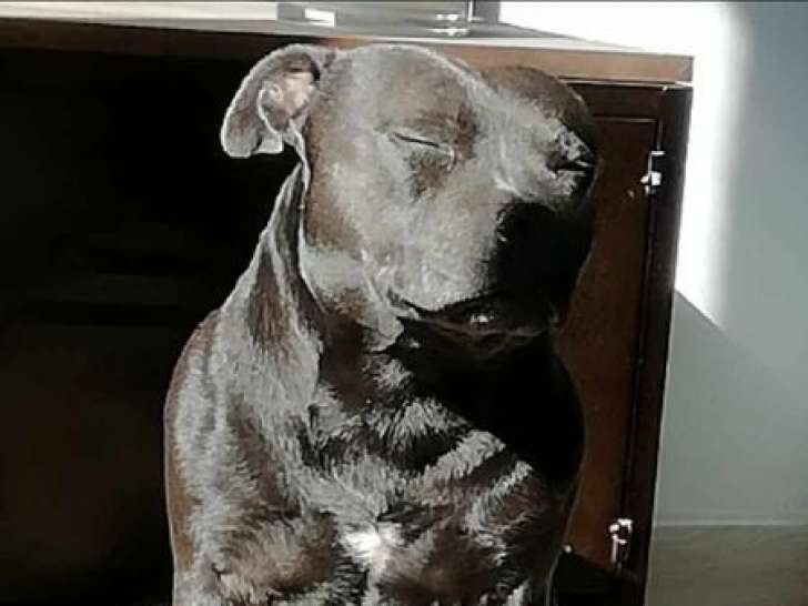 Chien adulte mâle Staffordshire Bull Terrier bleu LOF pour une saillie