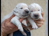 5 chiots femelles Golden Retrievers LOF à réserver