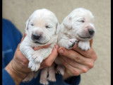 5 chiots femelles Golden Retrievers LOF à réserver