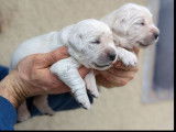 5 chiots femelles Golden Retrievers LOF à réserver