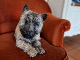 Un chiot Cairn Terrier mâle LOF à vendredi