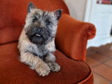Un chiot Cairn Terrier mâle LOF à vendredi