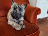 Un chiot Cairn Terrier mâle LOF à vendredi