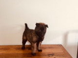 5 chiots Bergers Belges Tervueren disponibles (LOF)