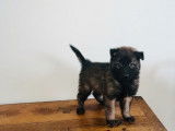 5 chiots Bergers Belges Tervueren disponibles (LOF)