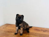 5 chiots Bergers Belges Tervueren disponibles (LOF)