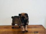 5 chiots Bergers Belges Tervueren disponibles (LOF)